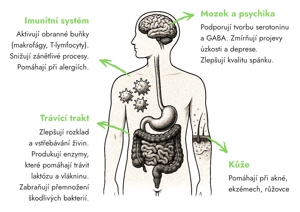 Jak probiotika fungují